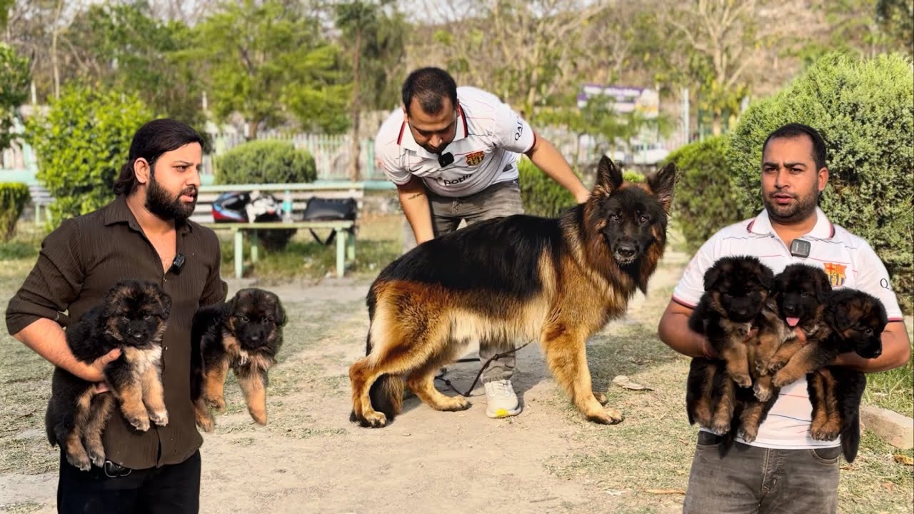 Long Coat Germany 🇩🇪 Import Stud German Shepherd | Double Coat Pure German Shepherd