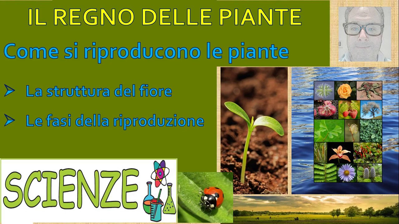 Come si riproducono le piante