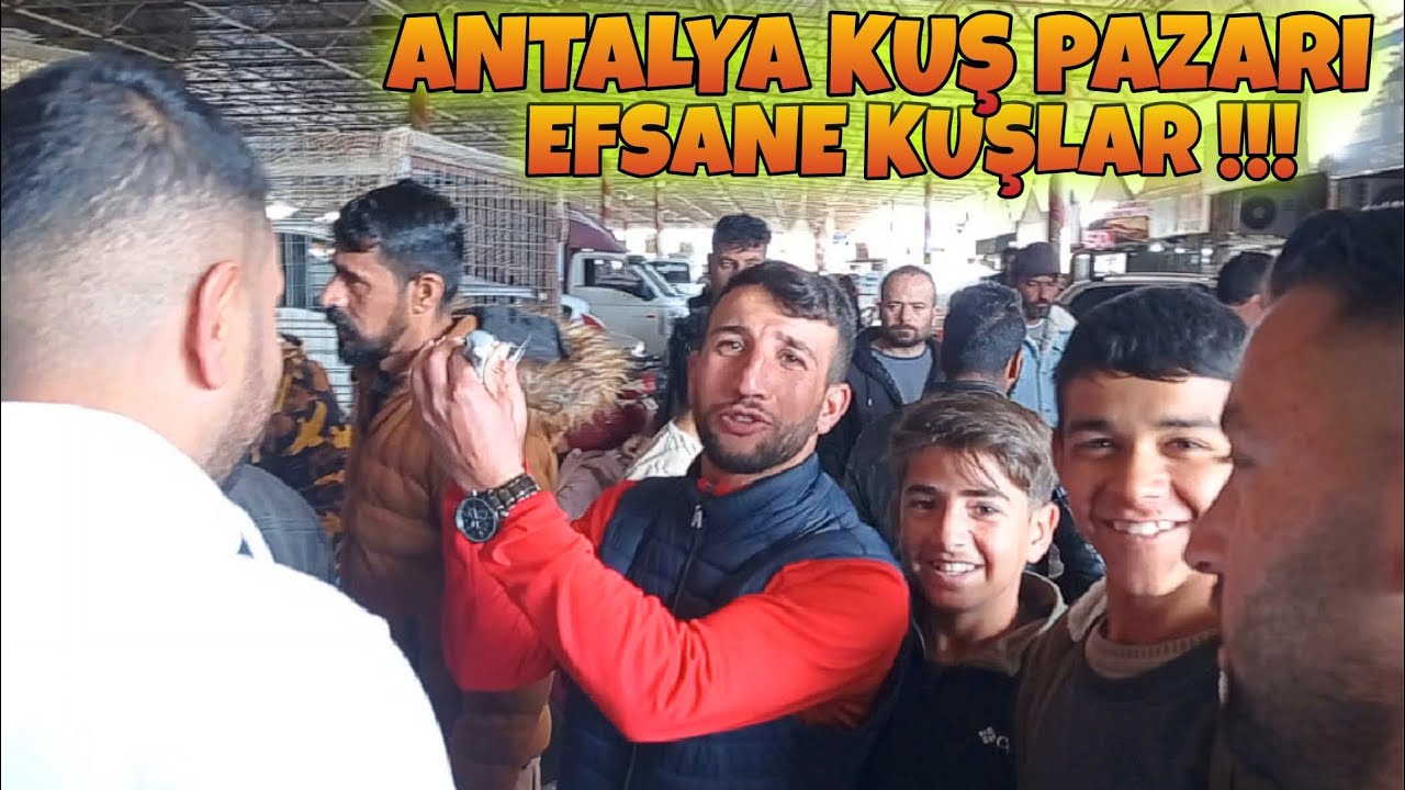ANTALYA KUŞ PAZARI !! UYGUN FİYATA ÇOK SAĞLAM KUŞLAR VAR ! #kuşpazarı #oyunkuşu #pigeon #turkey