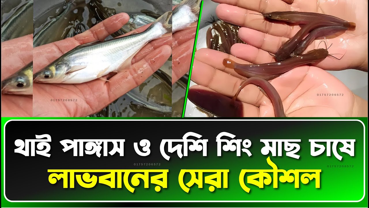 “কম খরচে বেশি লাভ! 😲”থাই পাঙ্গাস ও দেশি শিং মাছ চাষে বাম্পার উৎপাদন”🐟