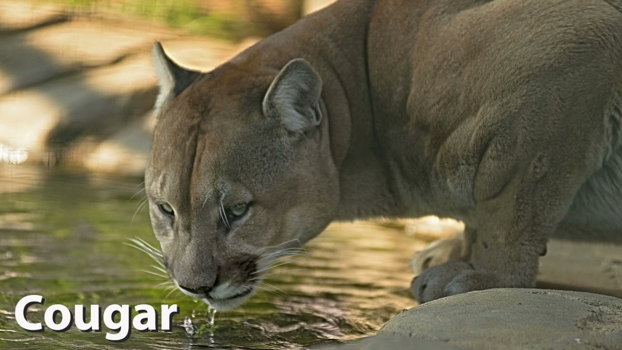 Cougar Sounds