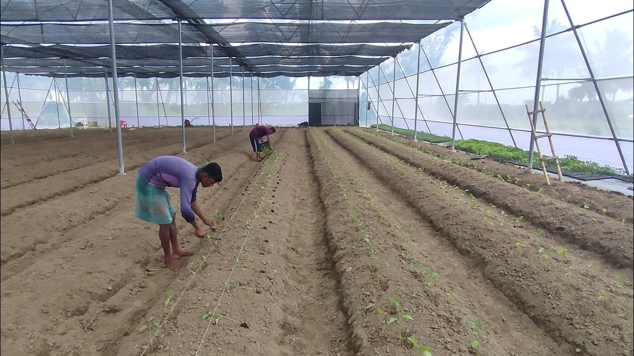 পলি হাউজে ক্যাপসিকাম চাষ)(আধুনিক পদ্ধতিতে ক্যাপসিকাম চাষ।