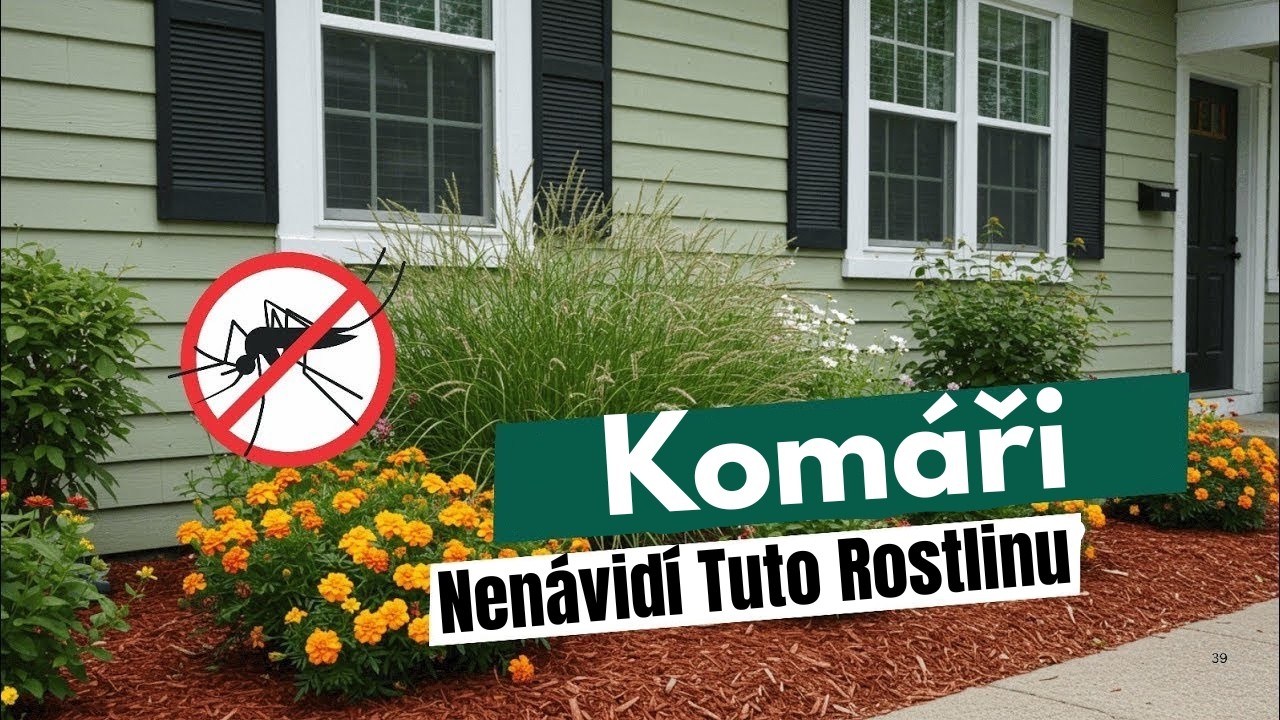 Zasaďte Těchto 10 Rostlin Na Svůj Dvůr A Komáři Okamžitě Utečou