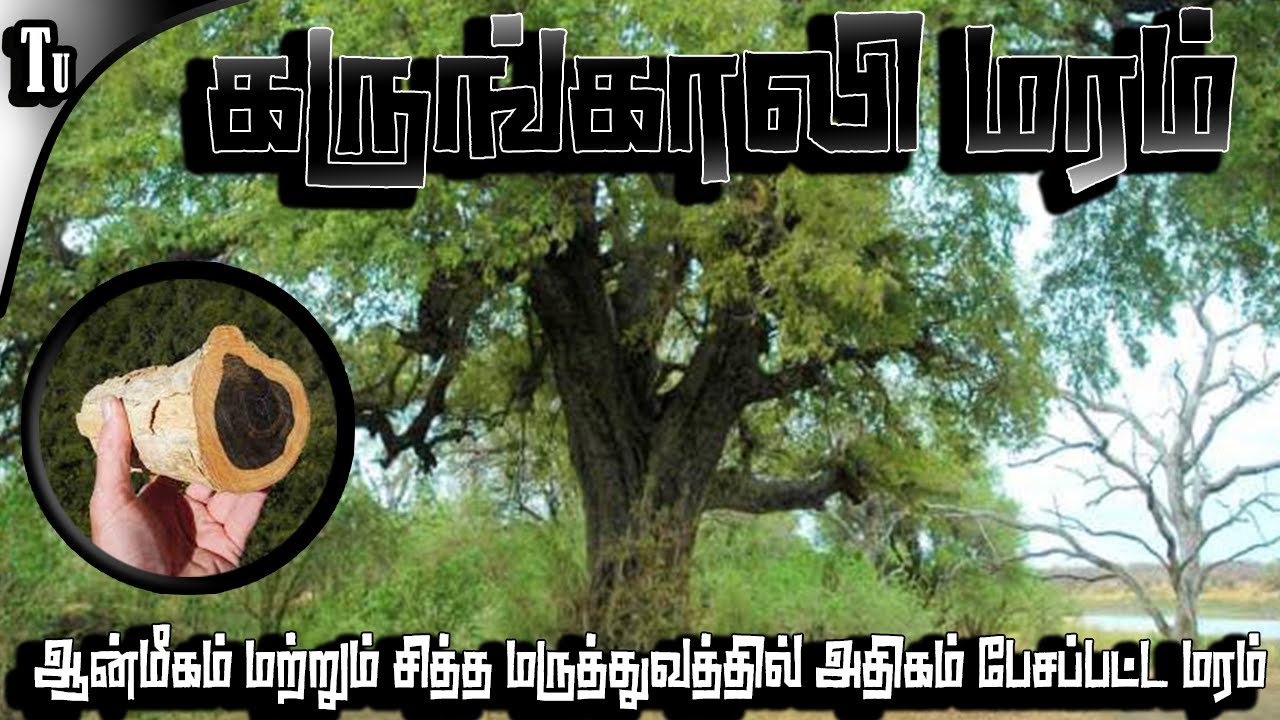 கருங்காலி மரம்  | ebony tree