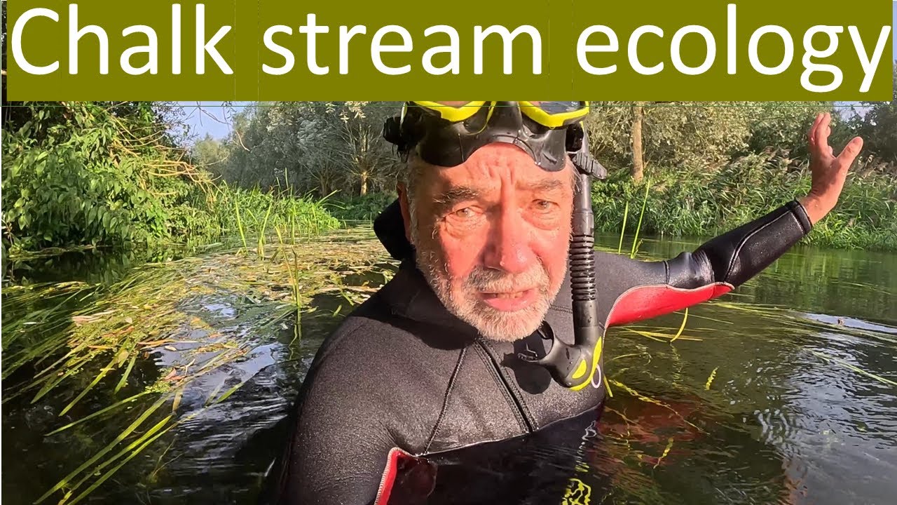 Chalk stream ecology and conservation