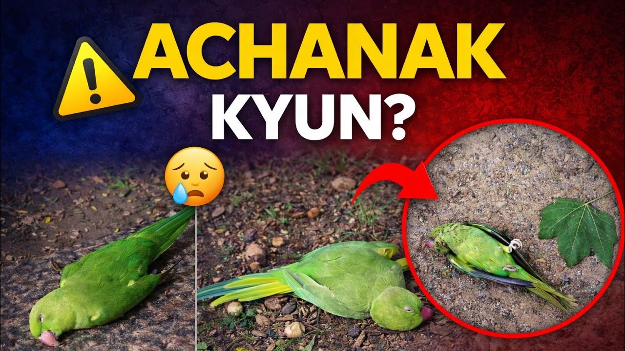 Parrot Ki Achanak Death Kyon Hoti Hai? 90% Log Nahi Jaante Ye Galti | “Parrot Sudden Death 