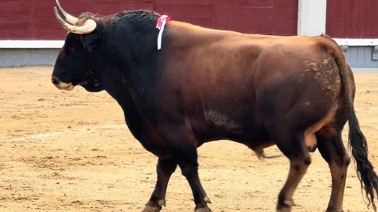 Salida 2º toro de GARCIGRANDE: 