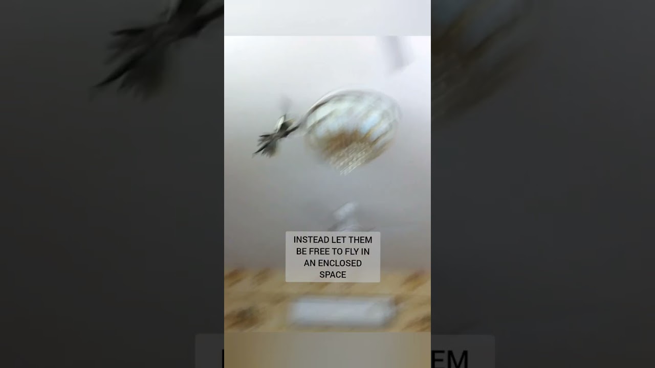 THINGS THAT CAUSE DEPRESSION IN YOUR COCKATIEL#viral#shorts#cockatiels#pets#trending#tiktok
