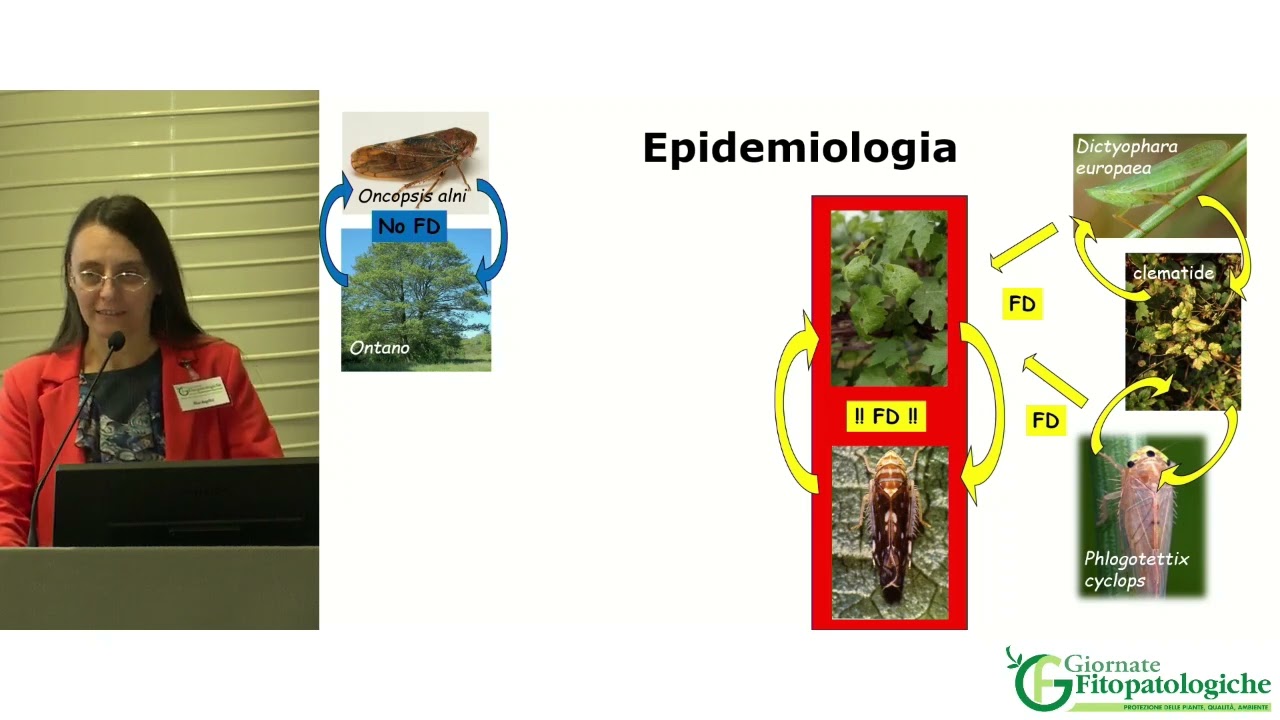 GF 2024 - Approfondimento su flavescenza dorata della vite