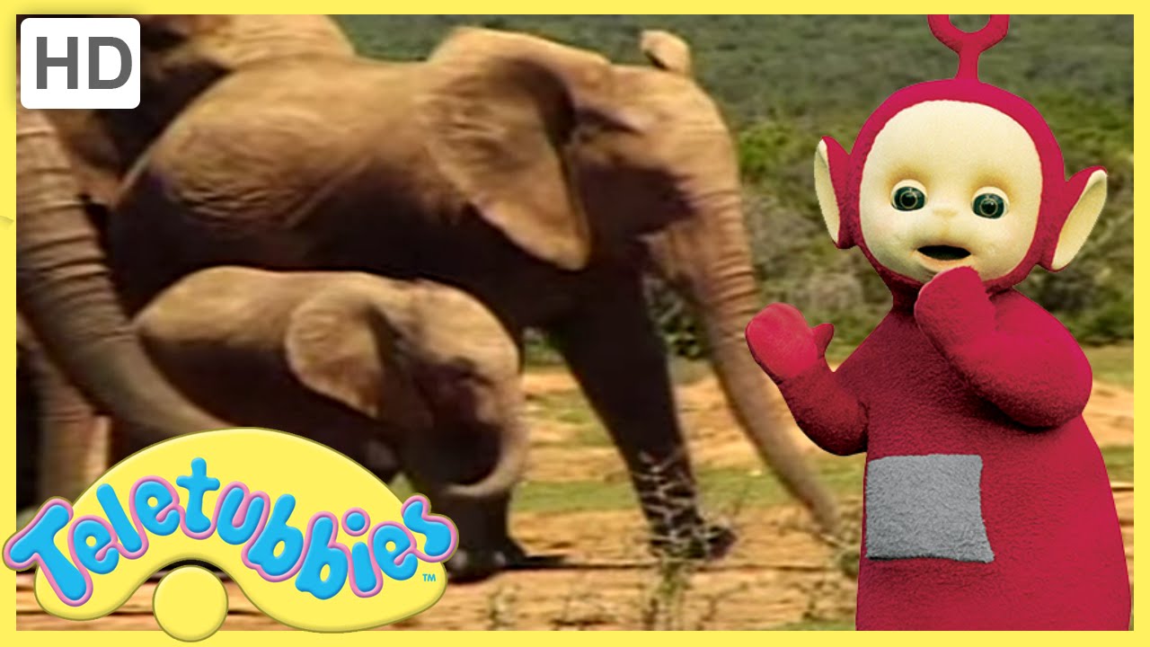 Teletubbies Full Episode | Baby Elephant | 305