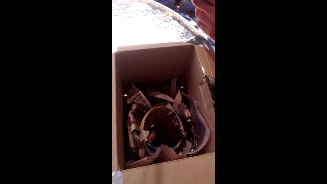 Golondrina Bebé cuidados parte 1