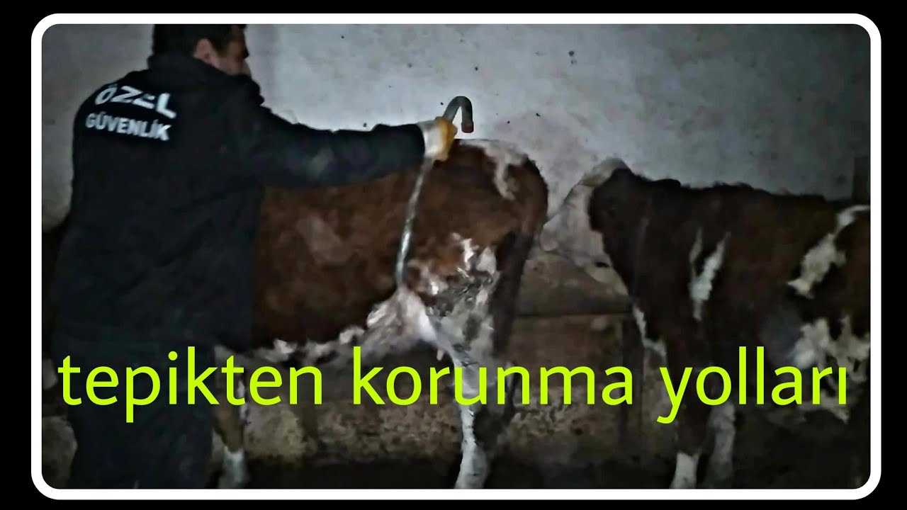 Tekme atan simental inekten kurtulma yolları#tekme savar#halat#süt