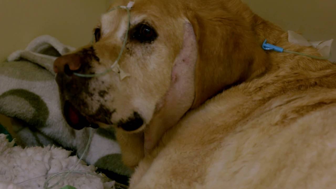 The Pet Surgeons | Frankie the Labrador | Tuesday, 8.30pm | RTE One