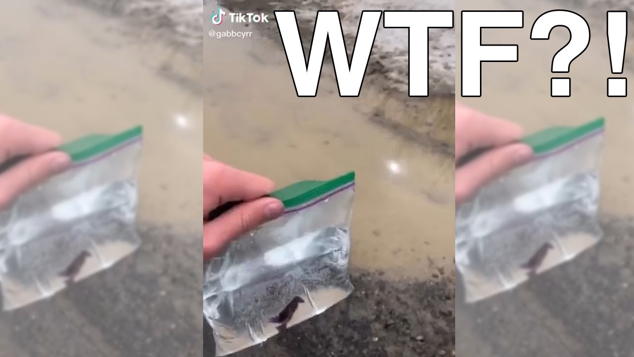 Releasing Betta Fish into 