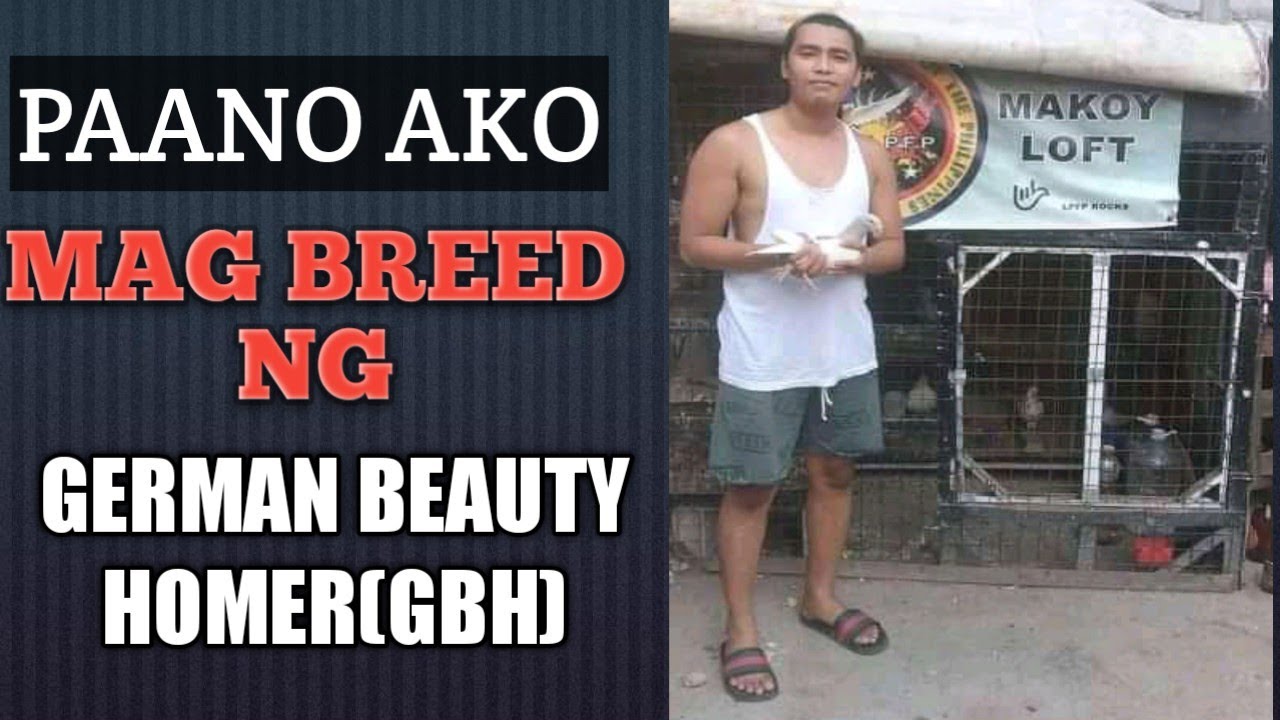 PAANO AKO MAG BREED NG GERMAN BEAUTY HOMER. TIPS PAANO PUMILI NG GAGAWING BREEDER SA GBH. #makoyloft