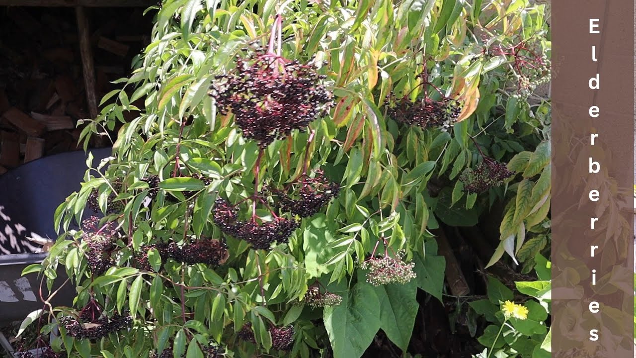 Our first Elderberry harvest this year