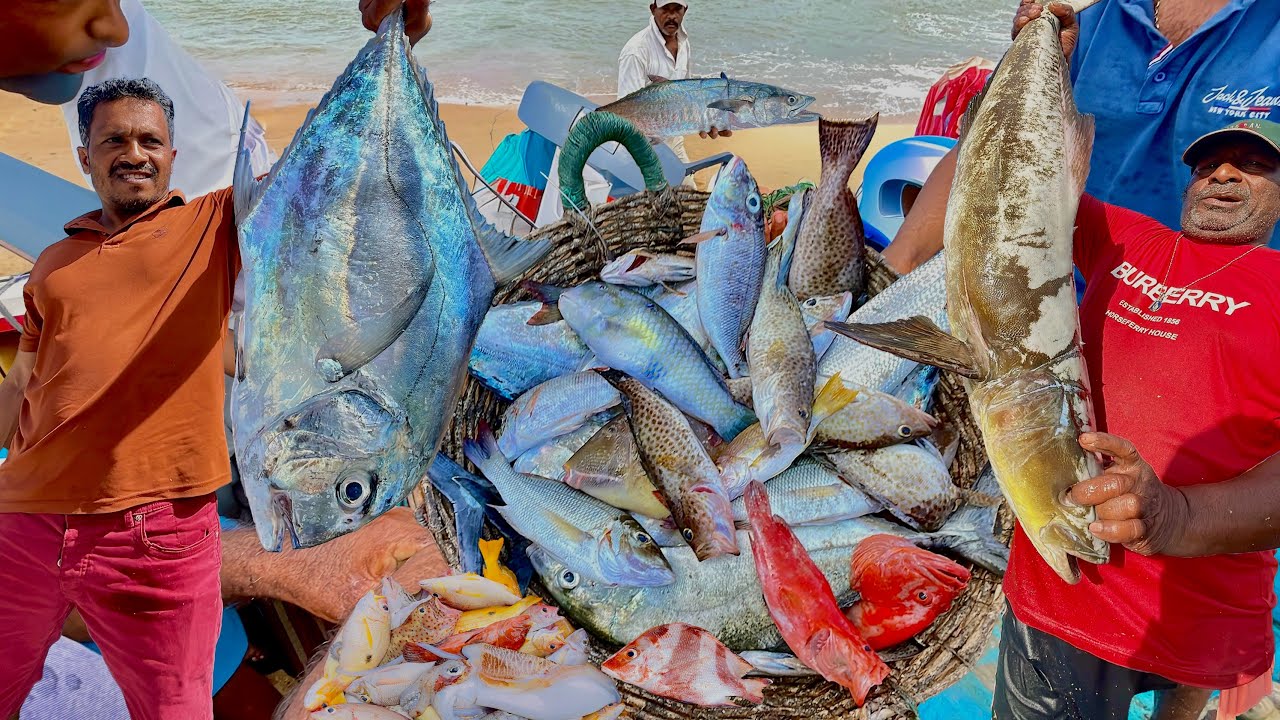 Amazing Fishing! Most Fish Harvesting & Fisherman's Life in a Coastal Fish Market in Sri Lanka
