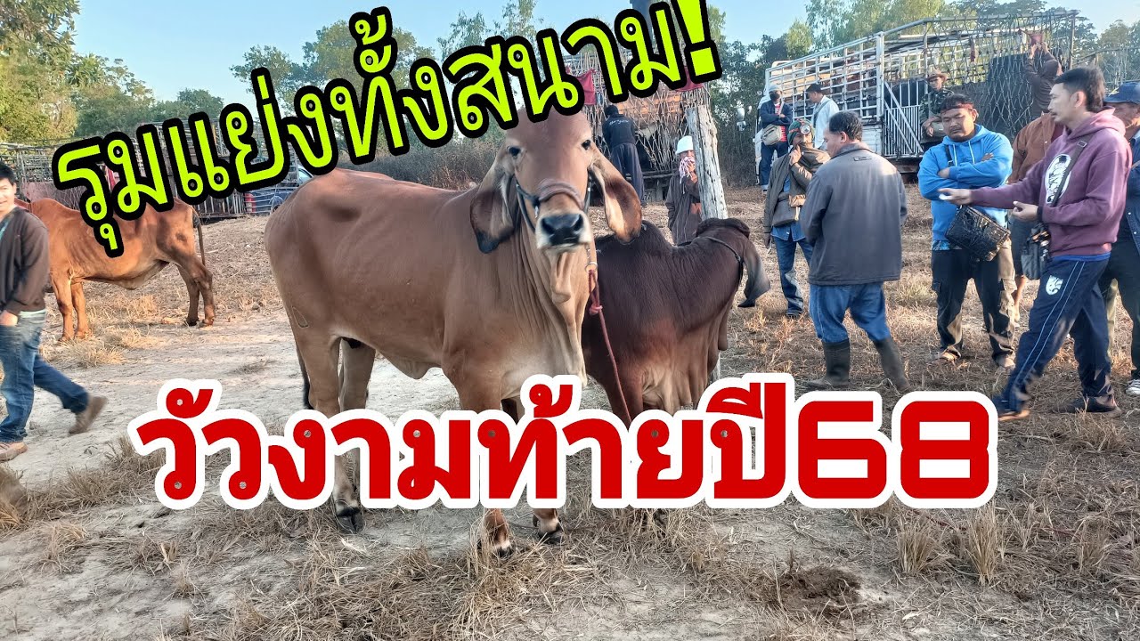 หรือว่า..กระแสวัวงามกำลังจะมาในปีหน้า ราคาวัว วันอาทิตย์ 21 ธ.ค.68 สนามบ้านนางัว