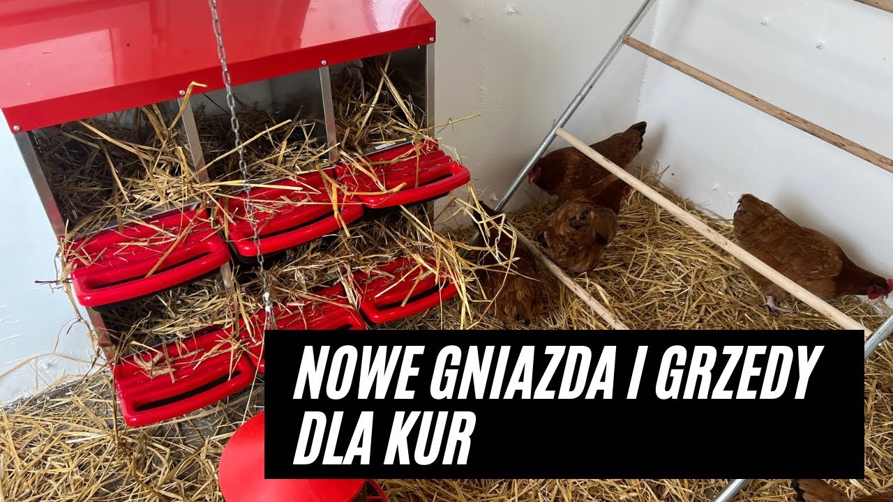 Gniazda dla kur, grzędy. Nowe wyposażenie kurnika. Jakość towaru z Temu