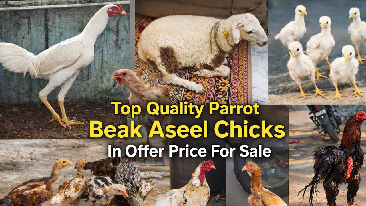 Aseel chicks for sale in Hyderabad ❤️‍🔥