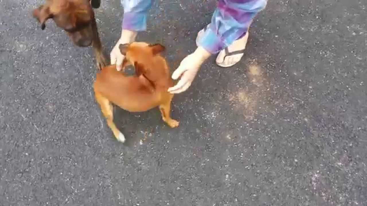Perro persigue su  cola