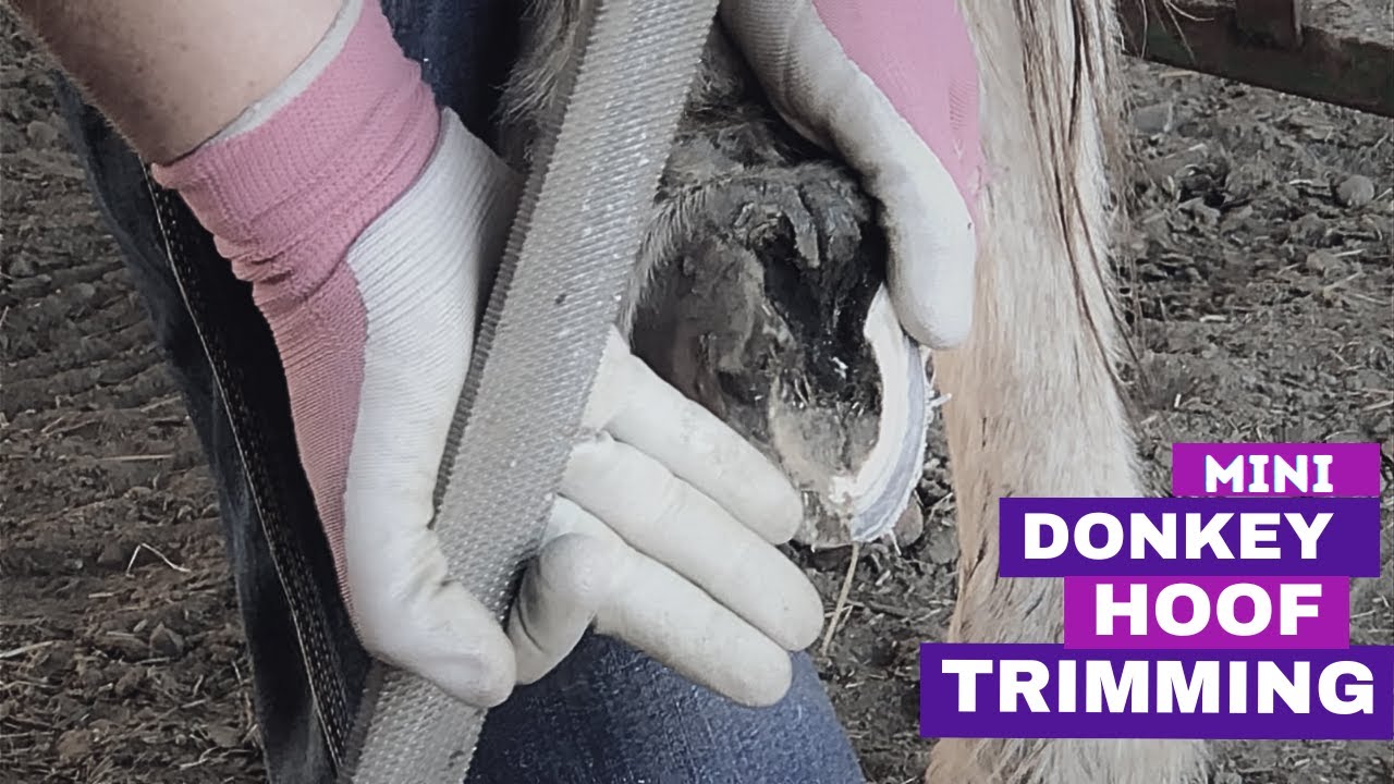 Mini Donkey Hind Hoof Trim