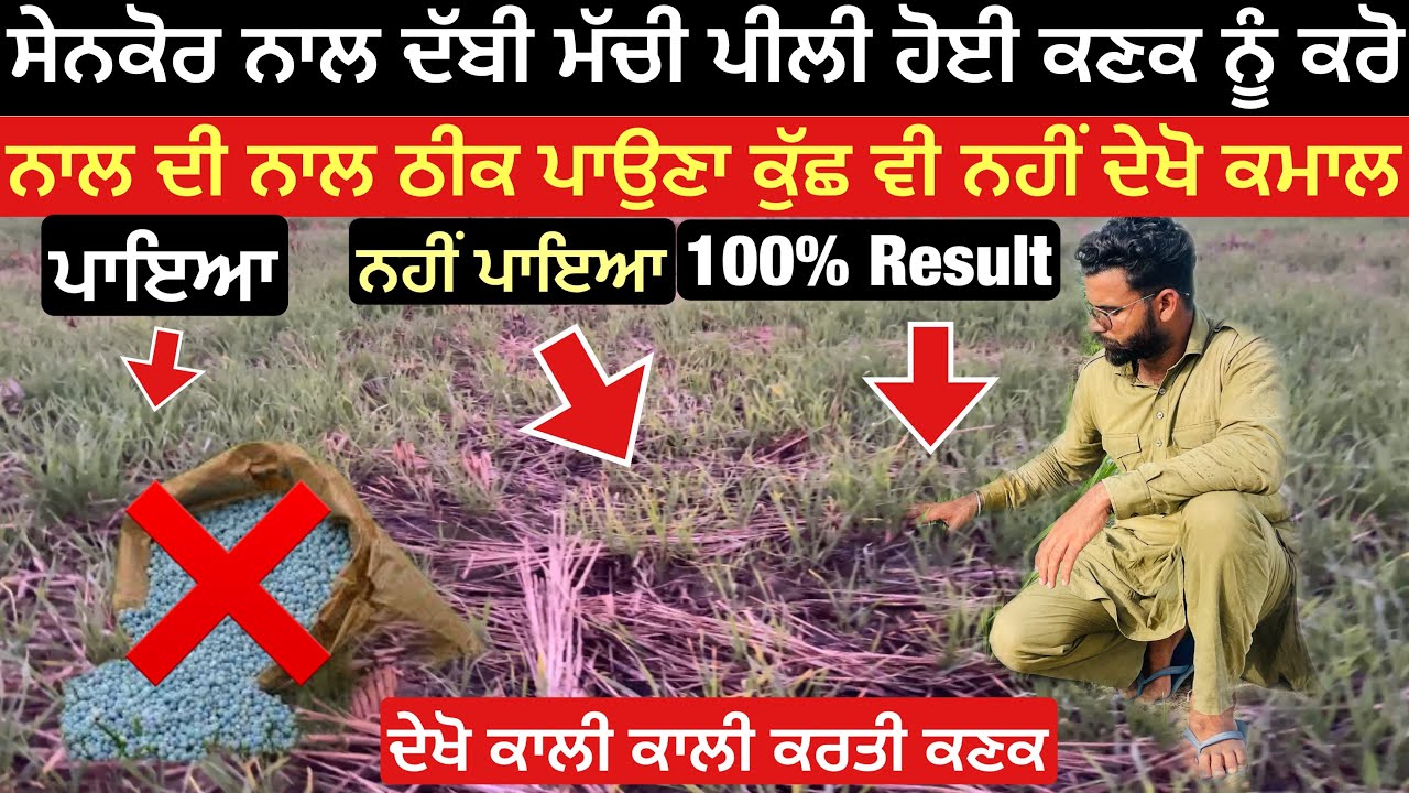 Sada Kisan ghol | ਦੇਖੋ ਕਣਕ ਤੇ ਸਾਡਾ ਕਿਸਾਨ ਘੋਲ ਦੇ ਹੈਰਾਨੀ ਜਨਕ ਨਤੀਜ਼ੇ