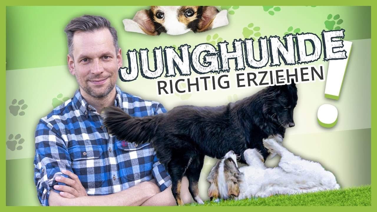 JUNGHUNDE richtig erziehen: Was wir von Hunden lernen k&ouml;nnen | Verhaltensanalyse