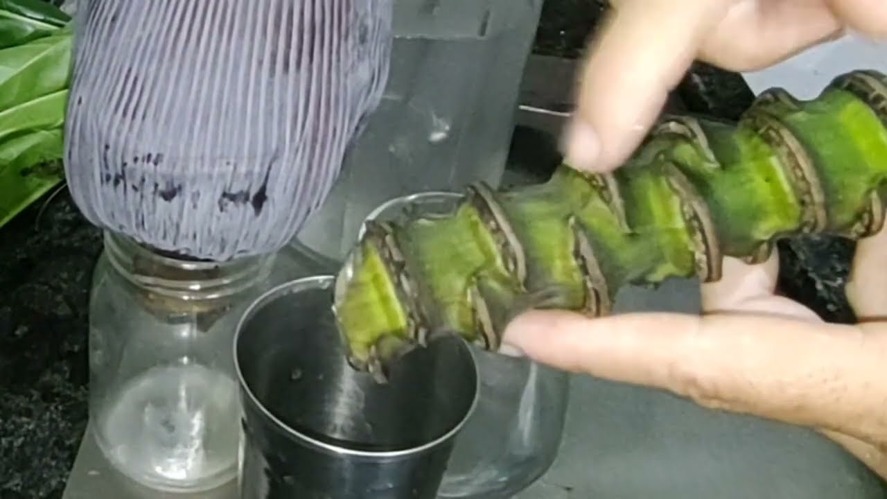 Talo do cacho de banana e o leite de bananeira saiba como usar.  