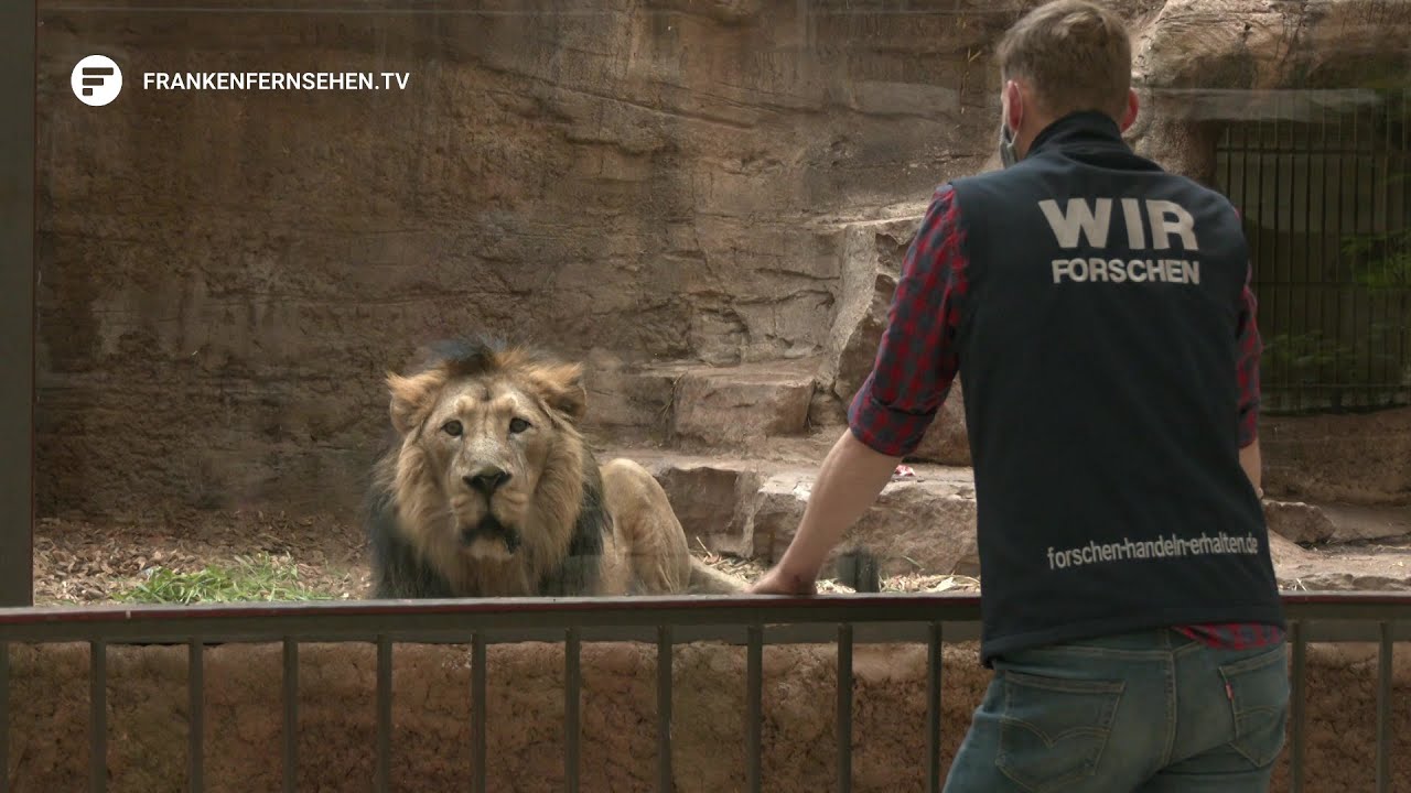 Muss Subali sterben? Löwentötung im Nürnberger Tiergarten in der Kritik