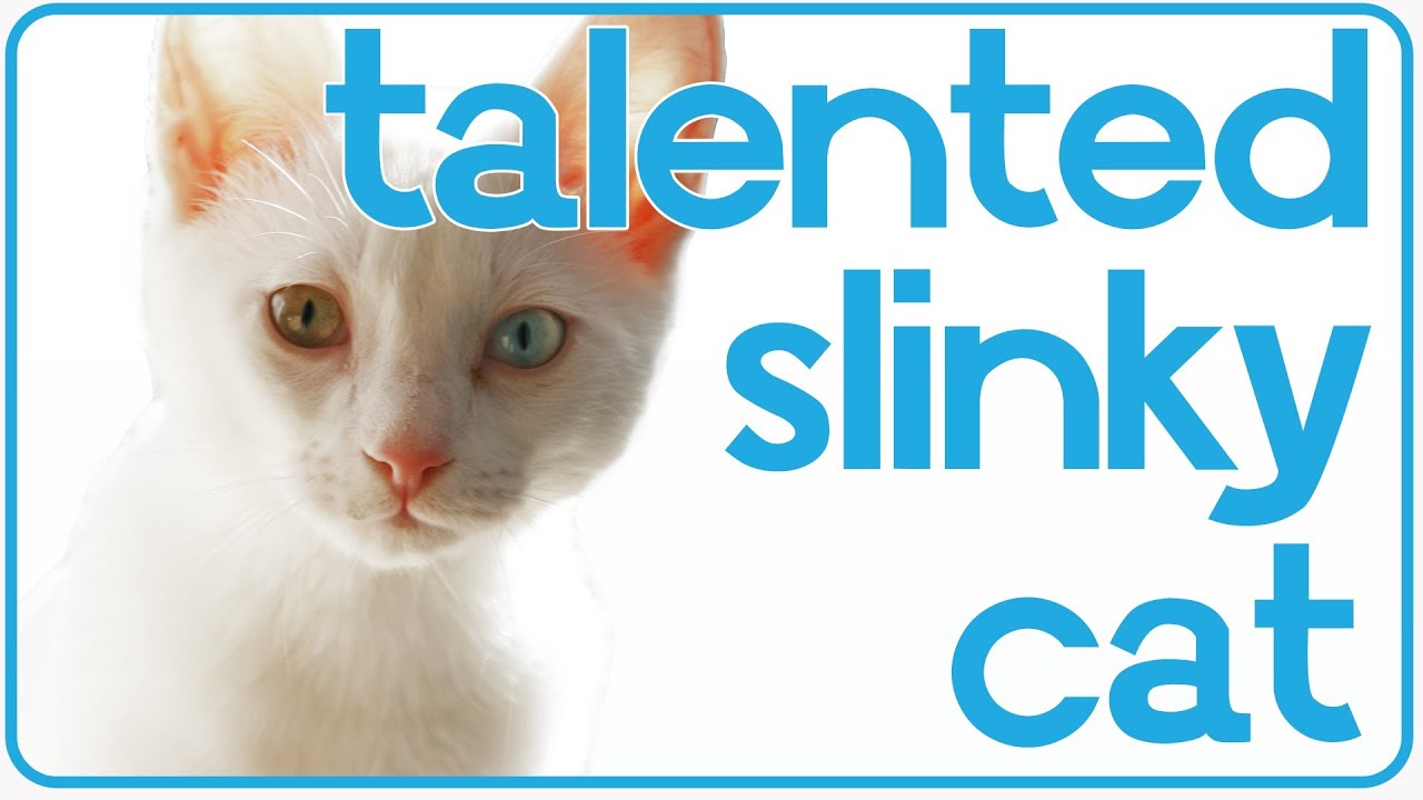 Talented Slinky Cat! - Cute Alert