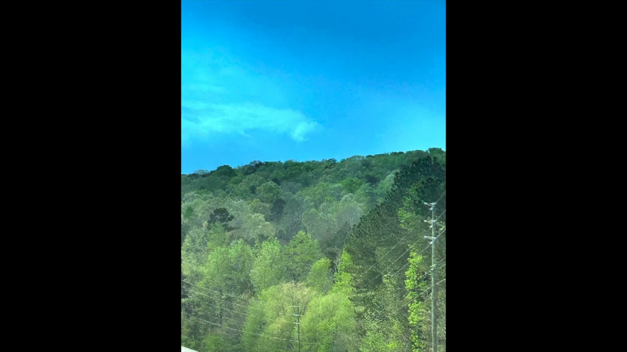 Majesty of the forest