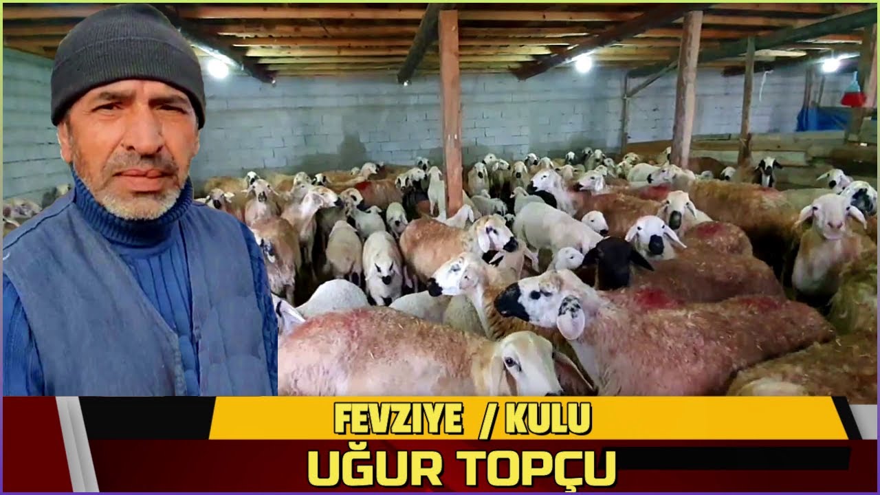 UĞUR KARDEŞİMİZ İŞİNİ AŞKLA YAPIYOR, KÖPEKLERİN SIRTI MİNDER GİBİ ,KOYUNLAR HARİKA - KULU/FEVZİYE