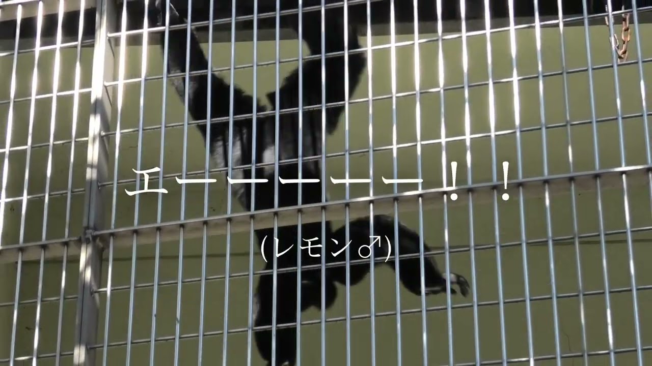 【音に注意】オッサンの叫び声（レモン♂）フクロテナガザル 天王寺動物園(Osaka Tennoji zoo) 4k動画 Siamang