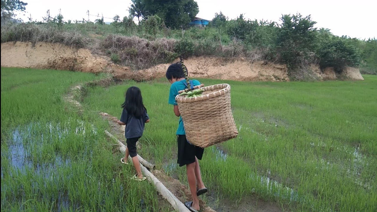 bamboo basket weaving,picking vegetables for chicken tinola and sweetened coconut strip.
