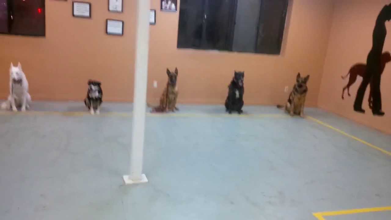 SIT STAYS under CRAZY distraction AMAZING  @ Beyond The Leash