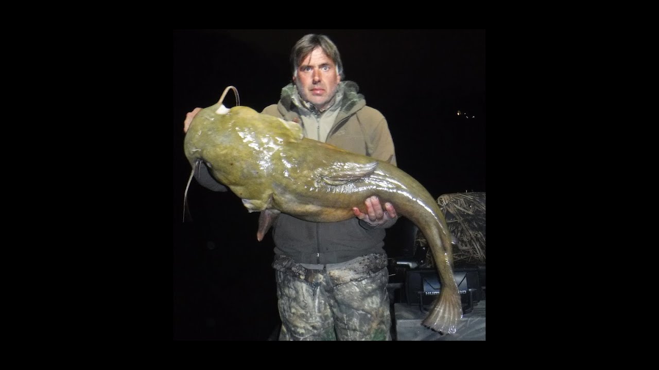 $$$$ Money Fish $$$$