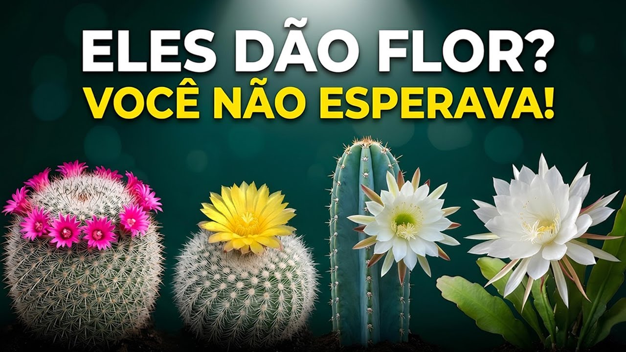 Descubra os 4 Cactos que D&atilde;o Flores R&aacute;pido e F&aacute;cil!
