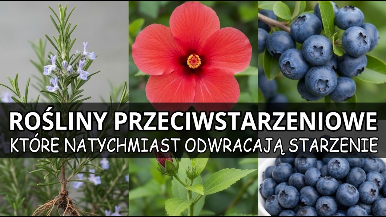11 Roślin Przeciw Starzeniu, Kt&oacute;re Natychmiast Odwracają Proces Starzenia