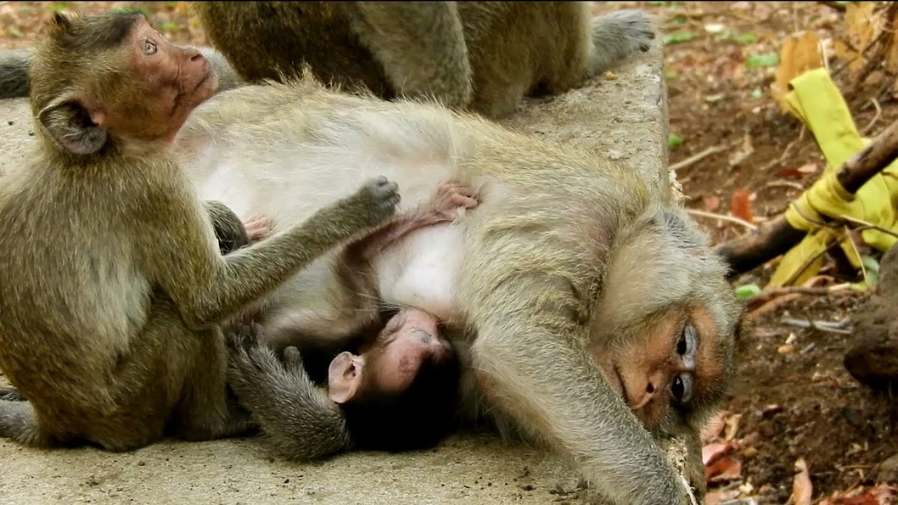 Billion pity the poor baby Martin and old mom Marlida is very exhaust lay down on concrete.