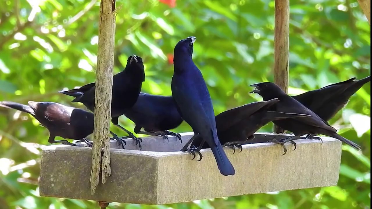 CANTO do CHUPIM (MOLOTHRUS BONARIENSIS), SHINY COWBIRD, Vira-bosta, Azulão-de chiqueiro, Maria-preta