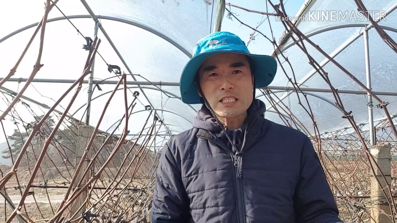 포도 전정 1화 포도 농사 3단계 전정전지 재배법 viticulture