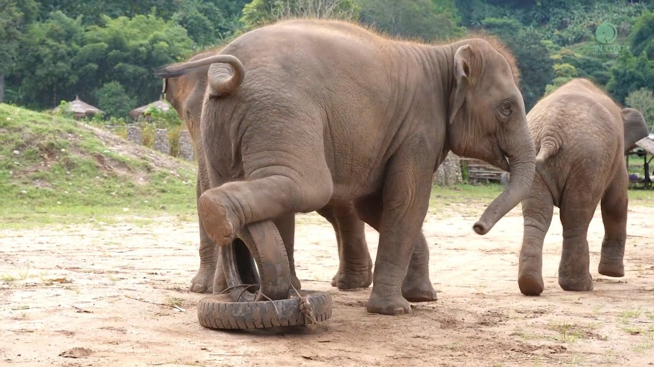 Fun Elephant Family Playtime in the Morning - ElephantNews