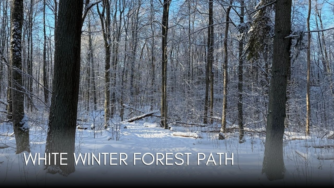 Winter Forest POV Walk for When You Can’t Go Outside
