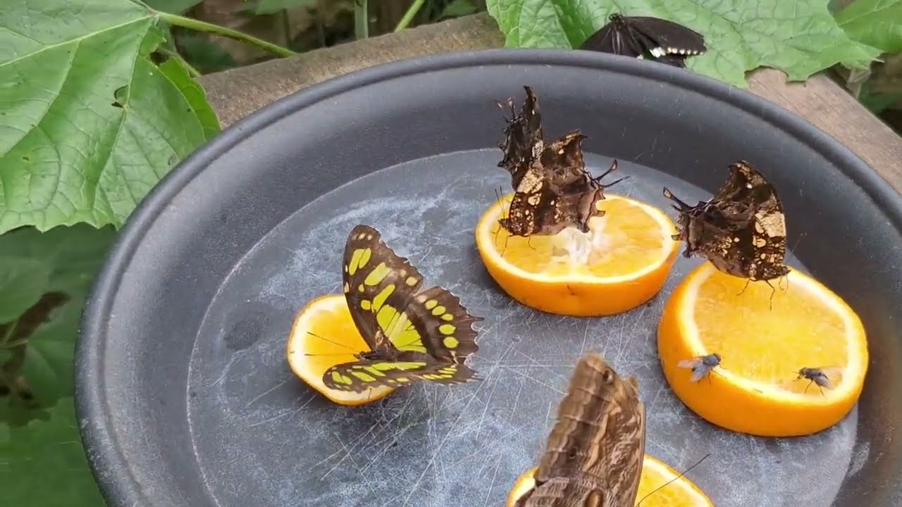 Studley Grange Butterfly World in Swindon