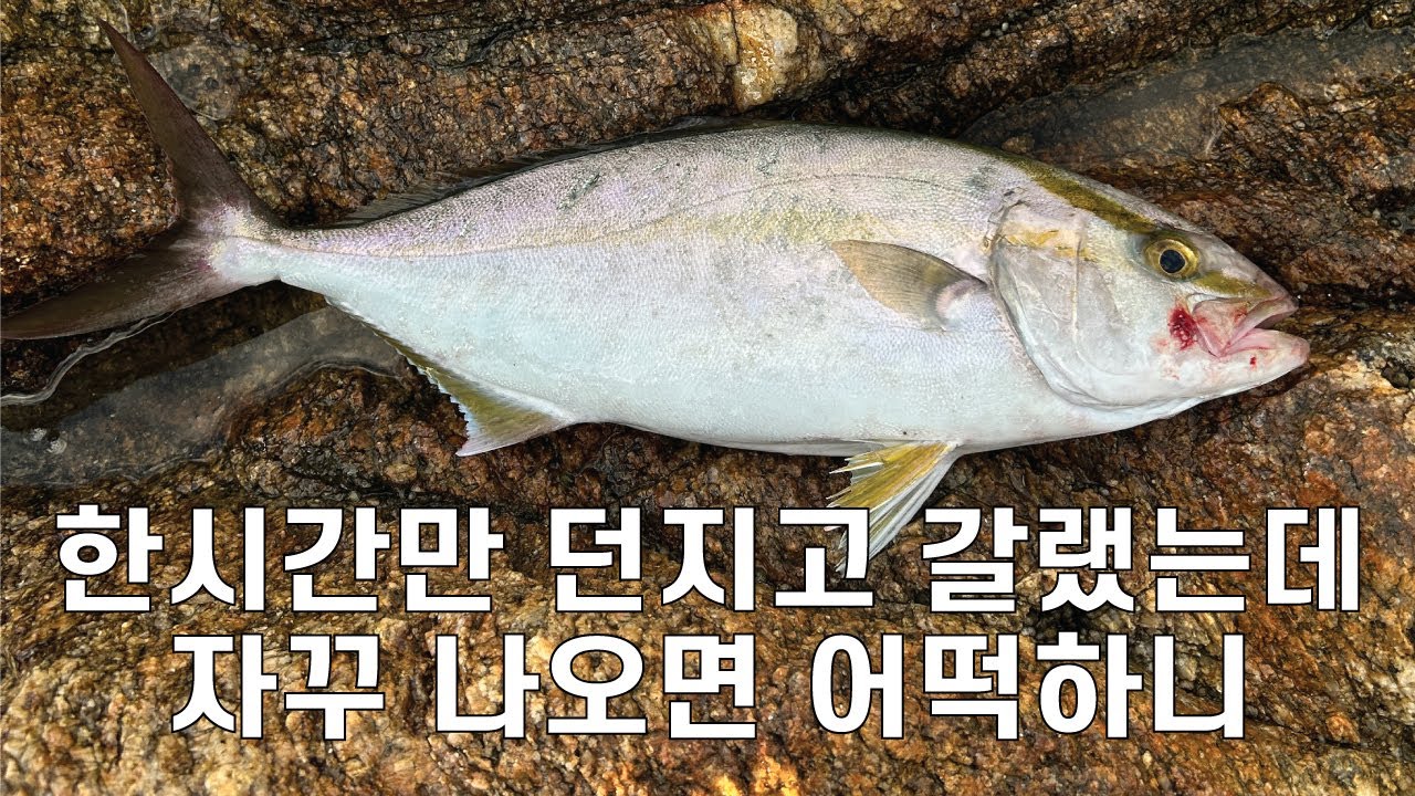울진, 요즘 가장 쉬운 낚시. 라이트 쇼어지깅, 잿방어, 방어, 삼치 회유성 어종을 찾아라! 4K화질