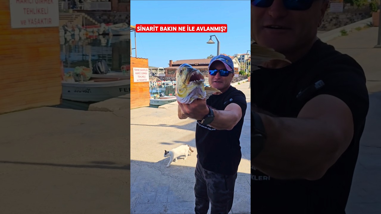 SİNARİT BAKIN HANGİ YEME VURMUŞ ? #balıkmezatı #fishingshorts #balıkavları #fish #seafood#sinarit#