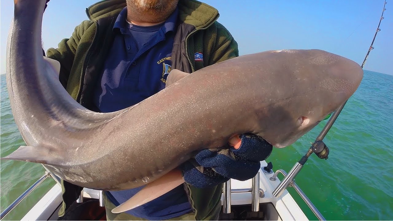UNREAL FISHING from a TINY BOAT - BIG EELS & BULLHUSS