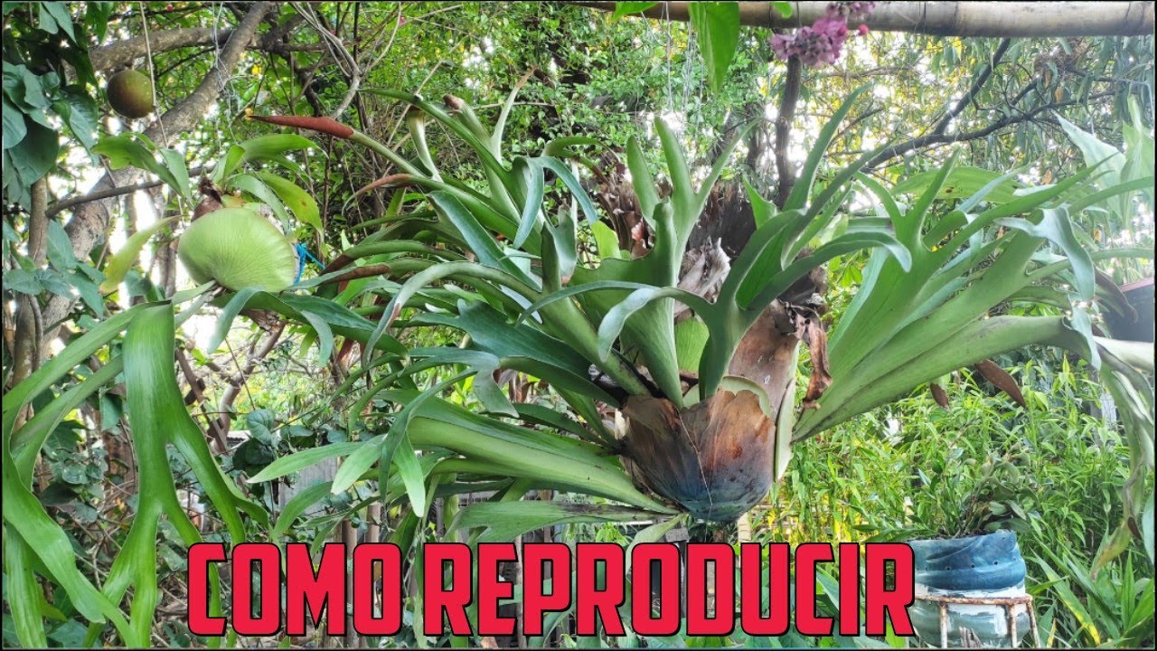Como se reproduce un helecho cuerno de Alce?