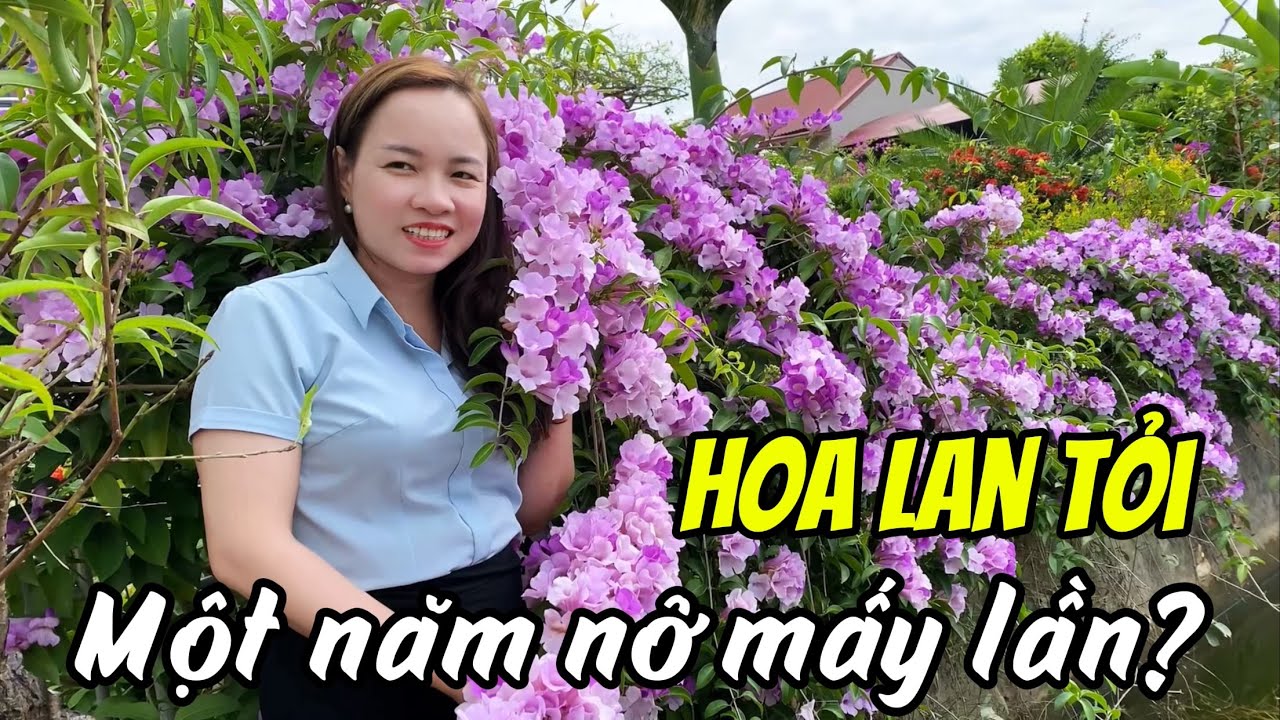 Hoa Lan Tỏi nở hoa mấy lần trong 1 năm?
